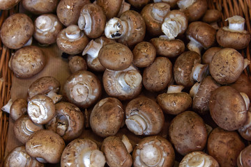 edible brown mushrooms, close up