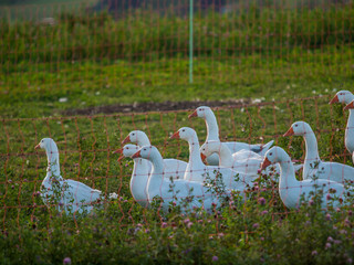 Gänse auf der Weide