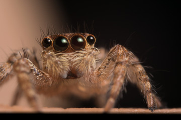 jumping spider