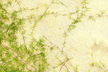 Grass on beach sand