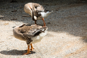 Geese in farm