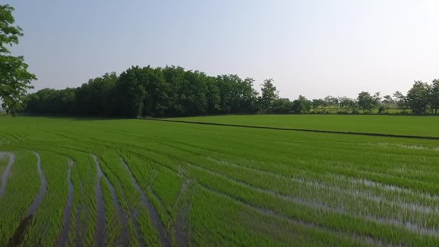 risaie giugno 01