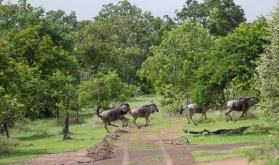 Group of wildebeests seen during a safari at the Selous Game Reserve, Tanzania (Africa)