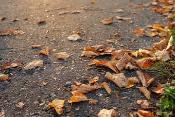 Laub im Herbst auf einem Gehweg