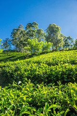 Fototapeta na wymiar Tea plants and a tea plantation in the mountains of Sri Lanka.