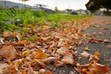 Laub im Herbst an einer Straße mit Autos