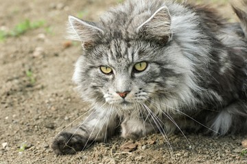 beautiful maine coon in nature