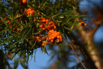 bushes of sea-buckthorn, bunches of ripe berries on branches