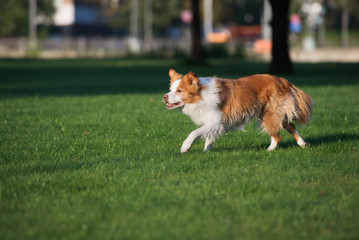 red and white border collie dog walking in the park