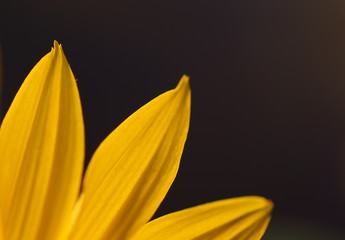 żółte płatki kwiatu