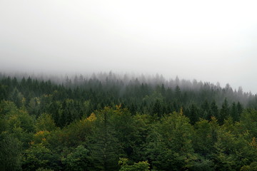 mgła nad górskim lasem - obrazy, fototapety, plakaty