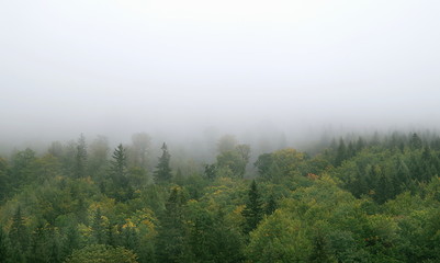 mgła nad górskim lasem - obrazy, fototapety, plakaty