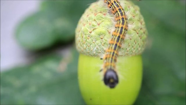 caterpillar on green acorn, Phalera bucephala
