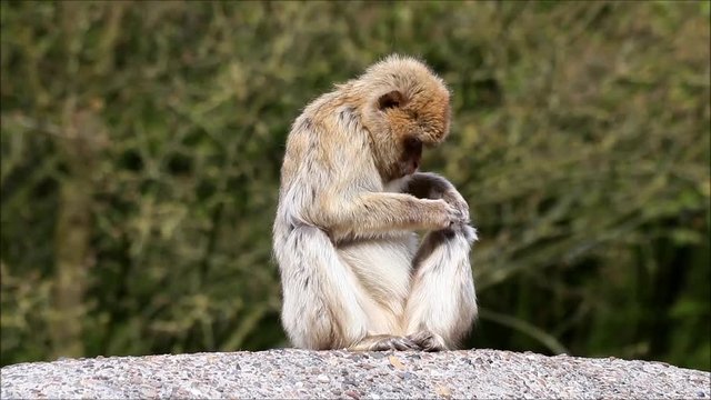 monkey sitting on a rock, Macaca sylvanus 

