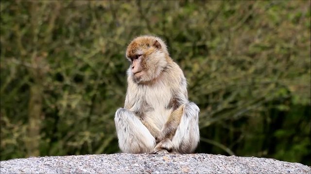 monkey sitting on a rock, Macaca sylvanus 
