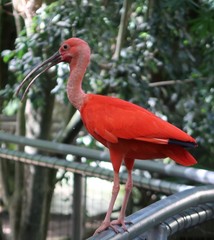 Scarlet ibis