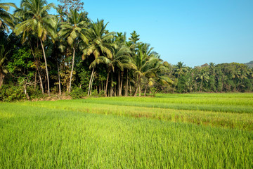 Obraz premium rice field in India