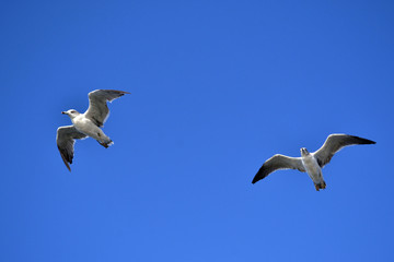 The group of Albatrosses / shearwaters (or 