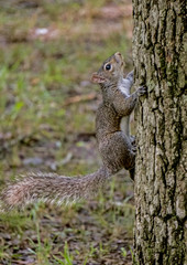 A Gray Squirrel climbs a tree.