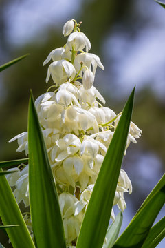 Flor De Izote Flower | Best Flower Site