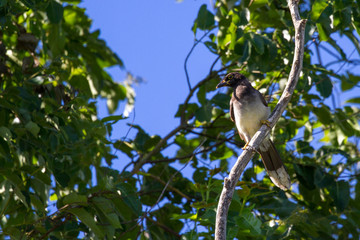 tropical bird in Costa Rica