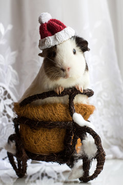 Guinea Pigs In A Basket In Christmas Hat