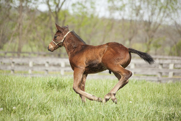 Fototapeta premium A bay Thoroughbred foal with a halter on runs in a Kentucky pasture.