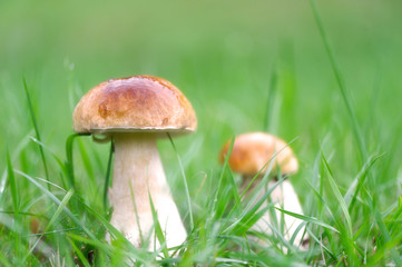 Mushroom in a forest on green background.