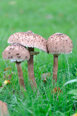 Umbrella mushroom standing in the grass.