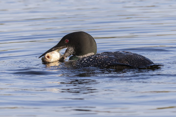 Common Loon eating a White Sucker in late summer - Ontario, Canada