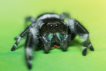 A close portrait of a beautiful male Phidippus regius