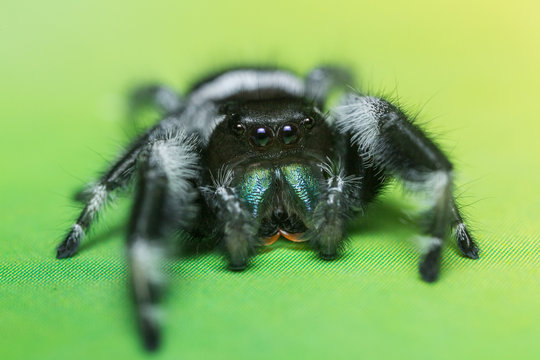 A close portrait of a beautiful male Phidippus regius