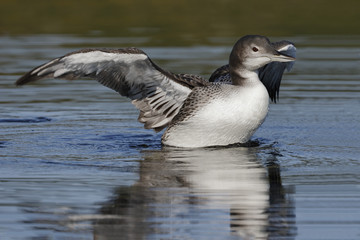 A two-month old Common Loon chick  flaps its wings after preening in late summer - Ontario, Canada