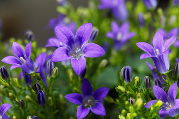 Dalmatian bellflower (Campanula portenschlagiana)