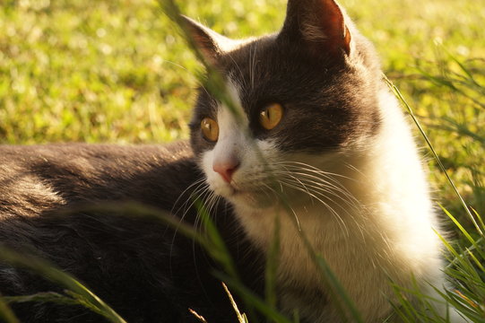 Katze im Sonnenuntergang
