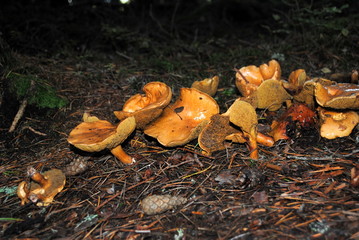 pilzstelle 