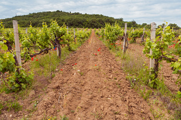 Fototapeta na wymiar Spring field vineyards
