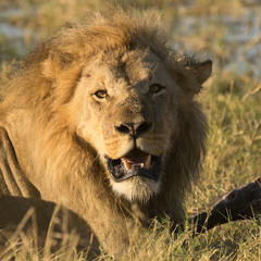 Lion with a buffalo prey