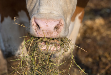 Cow eating fodder © Budimir Jevtic