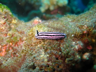Nacktschnecke