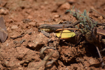 Little lizard on a rock wall in Barcelona, Spain