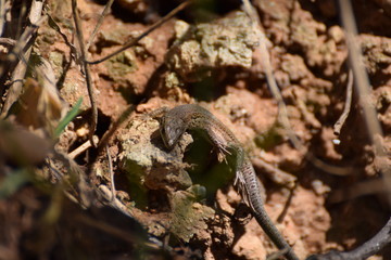 Little lizard on a rock wall in Barcelona, Spain