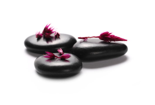 Black spa stones with flower petals isolated on white background
