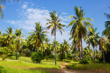 Fototapeta na wymiar Tropical landscape in Phuket Thailand