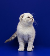 scottish kitten on a blue background