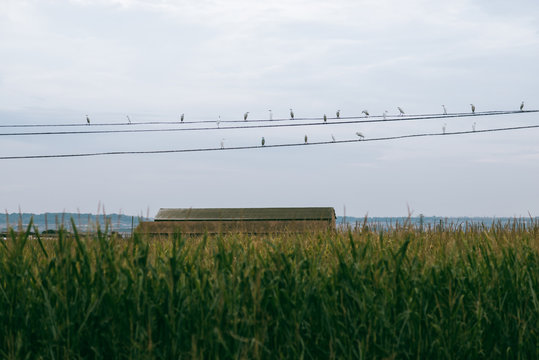 a group of birds sitting on wires