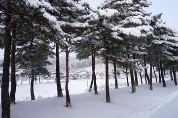 눈 덮인 소나무들.(Snow-covered pine trees.)