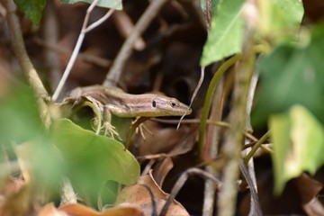 Little lizard on a rock wall in Barcelona, Spain