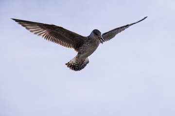 Low angle view of young seagull in flight 