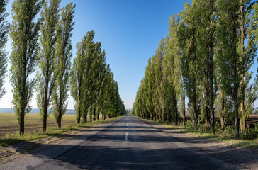 Empty road with poplar trees